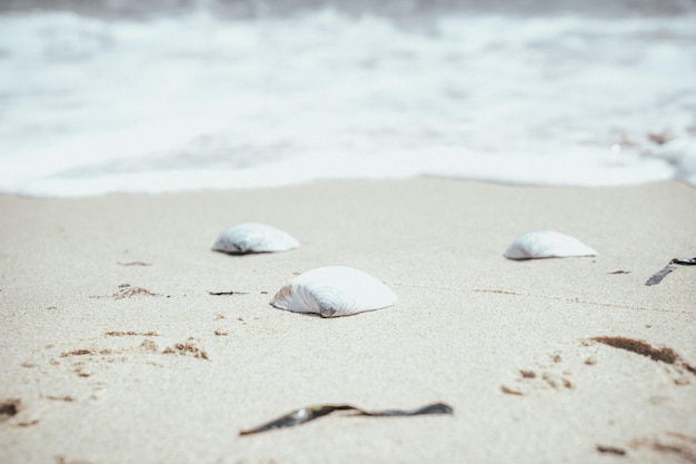 Shells lying on the sandy seashore