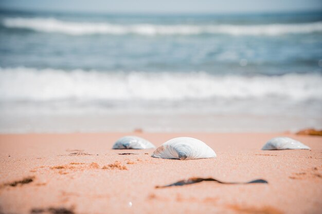 Shells lying on the sandy seashore