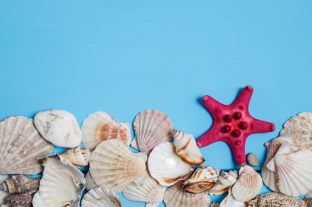 Conchiglie sulle vecchie tavole di legno blu.