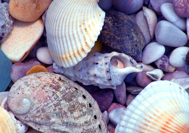 shells and pebbles from the sea