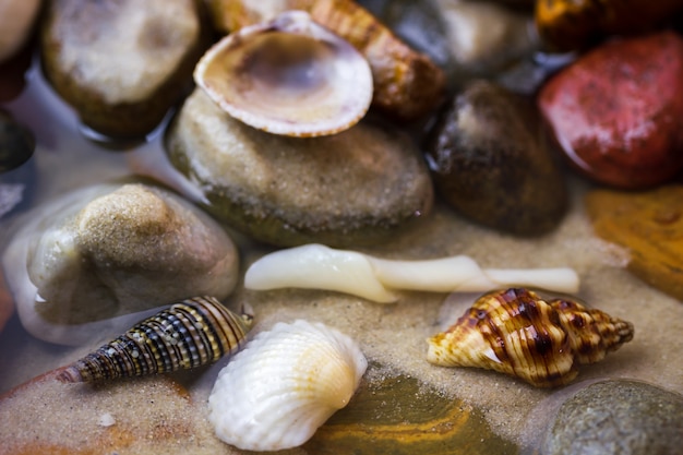 Shells on pebbles in the sand of beach at the sea. 