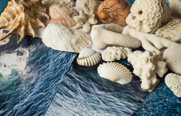 Shells and pictures with the image of the sea