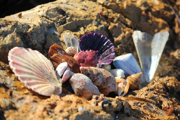 Photo shells on rock at beach