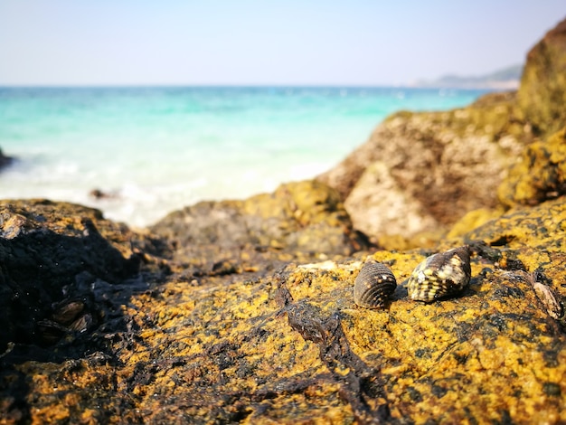 Shells on the rock and sea beach on tropical island 