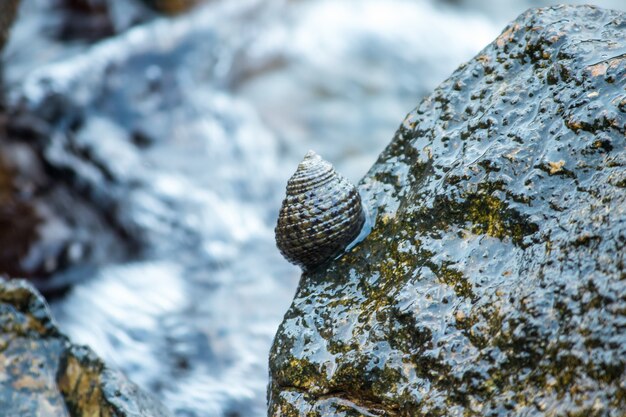 Shells on the rocks in the sea