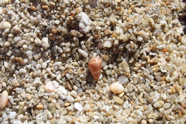 Photo shells and sand in the sea