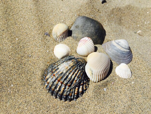 Foto conchiglie sulla sabbia