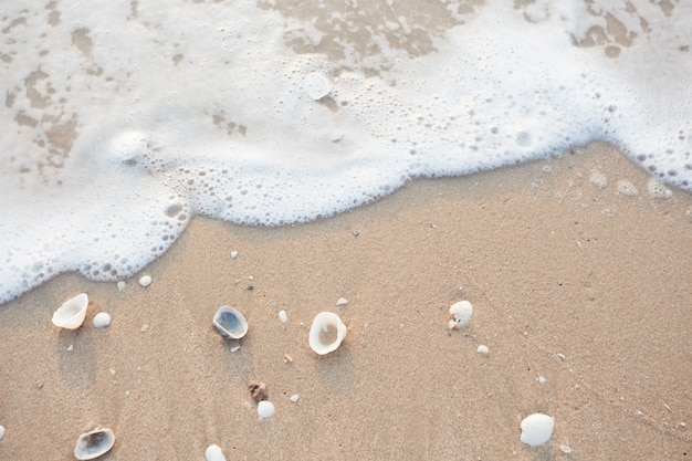 Shells on sandy beach