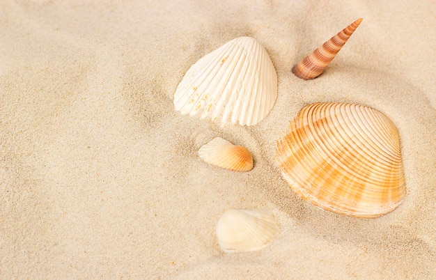 shells on the sandy shore View from above