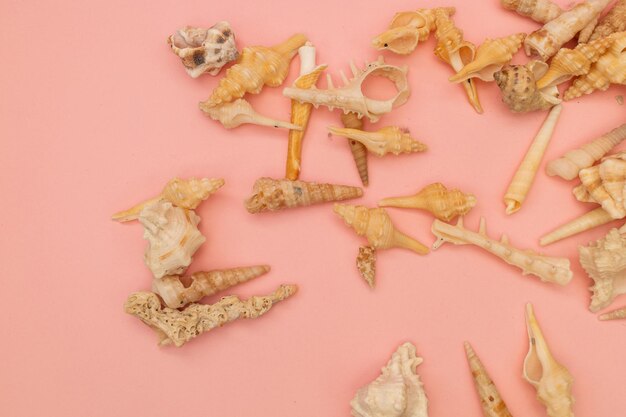 Shells scattered on a soft pink background