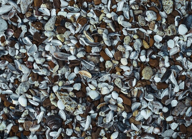 Shells and sea pebbles