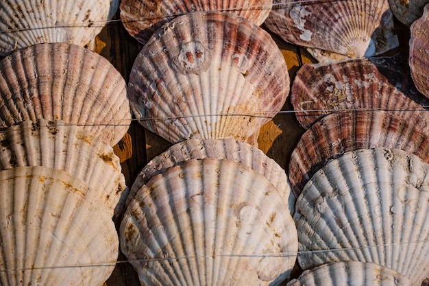 Shells on a table in a row