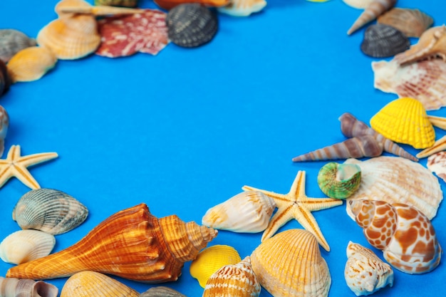 shells of various kinds on a blue