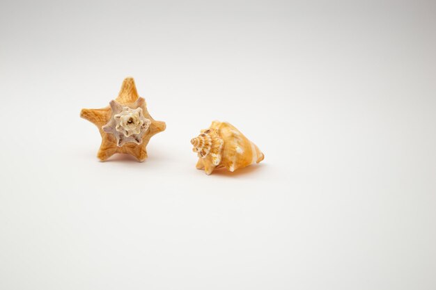 Shells on a white background