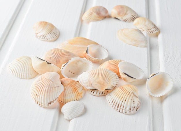 Shells on a white wooden surface. Beach concept.