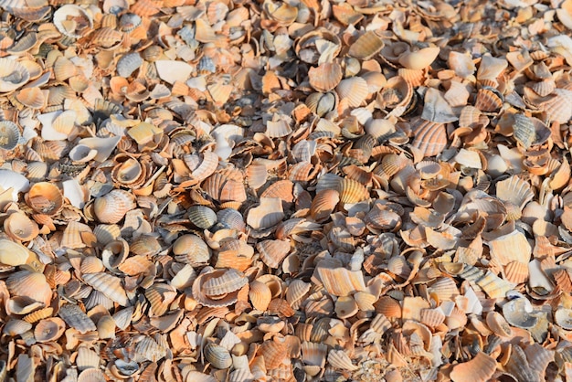 Shelly seashore Background from cockleshells and sand