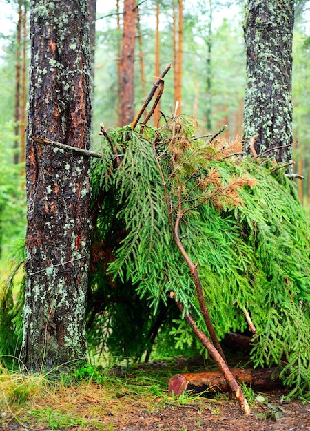 Shelter of branches