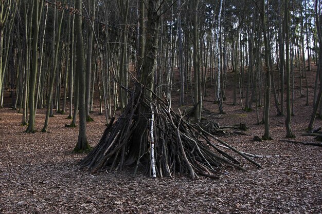 Shelter in forest