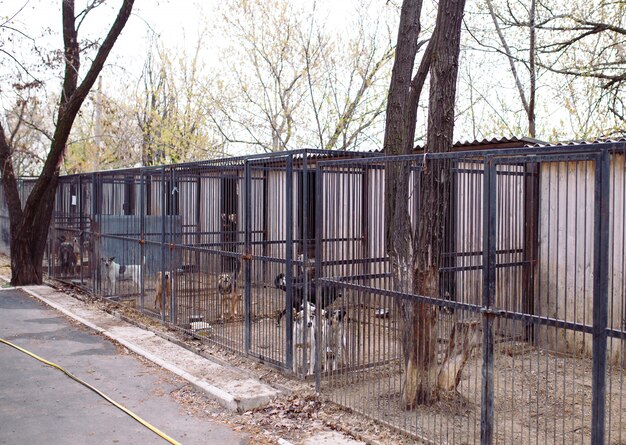 野良犬用シェルター。