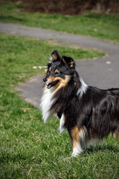 사진 녹색 풀밭에 sheltie 개