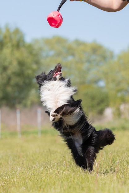 草の上を走るシェルティ犬