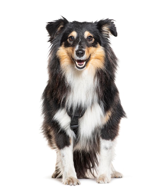 Sheltie dog standing isolated on white