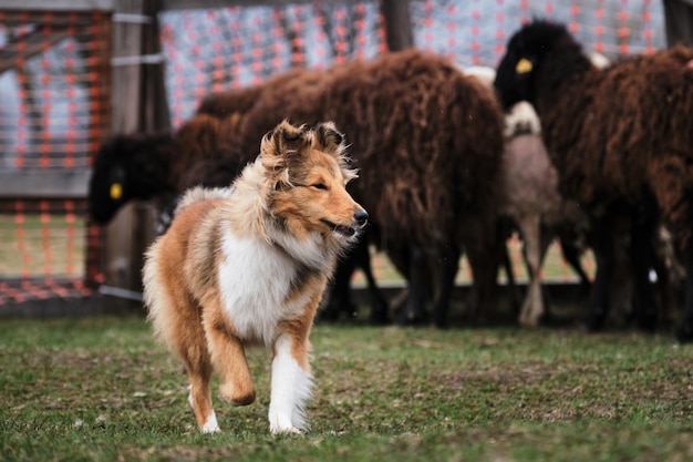 シェルティーは農場のパドックで羊の世話をしています若い羊飼いの羊飼いの本能をテストしています