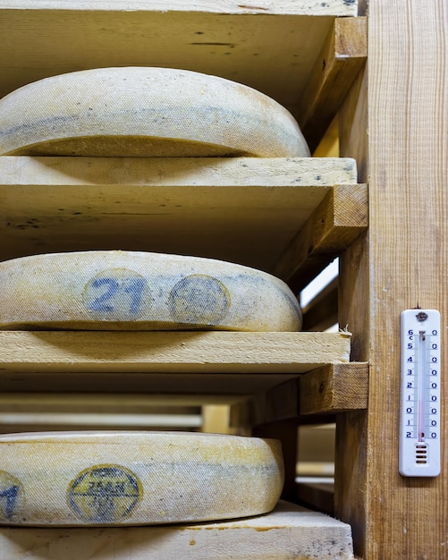 프랑스 Franche Comte creamery의 숙성 저장고에 있는 나무 선반에 있는 숙성 치즈 선반