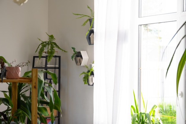 Shelves on the wall in the form of honeycombs with house plants in the white interior of the house Modern decor Houseplant caring for indoor plant green home