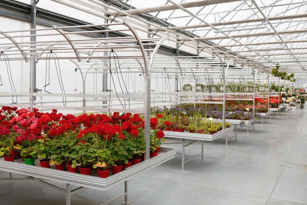 온실에 꽃이 있는 선반 화초 재배 사업