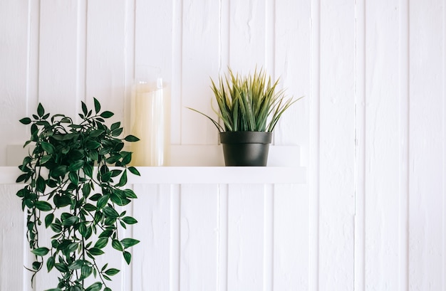 Shelves with home plants in pots