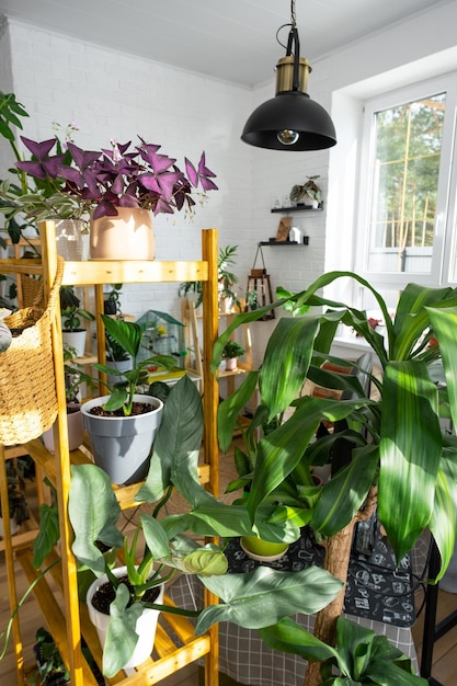写真 太陽の夕方の光と壁のまぶしさの中で、屋内に屋内植物のグループが入った棚 観葉植物 屋内植物の緑の家の成長と世話