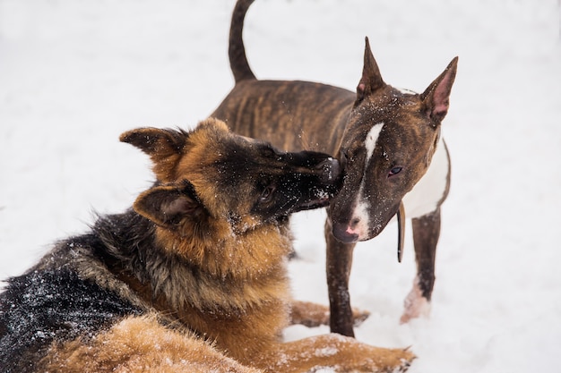 Shepherd and bull terrier playing on the snow in a park. Playful purebred dogs