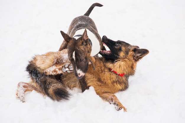 Shepherd and bull terrier playing on the snow in a park. Playful purebred dogs