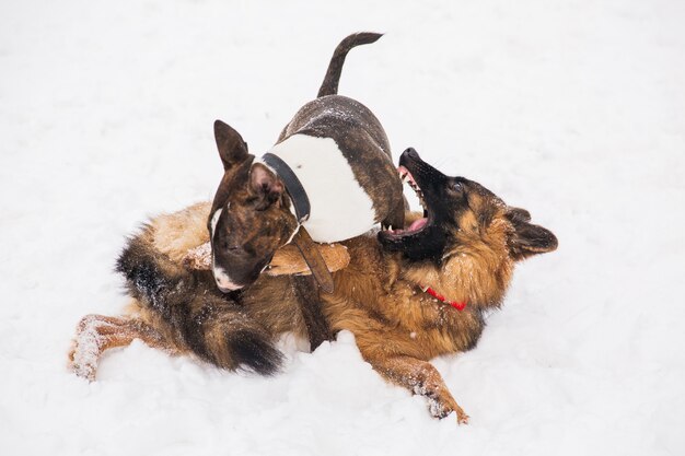 Shepherd and bull terrier playing on the snow in a park. Playful purebred dogs