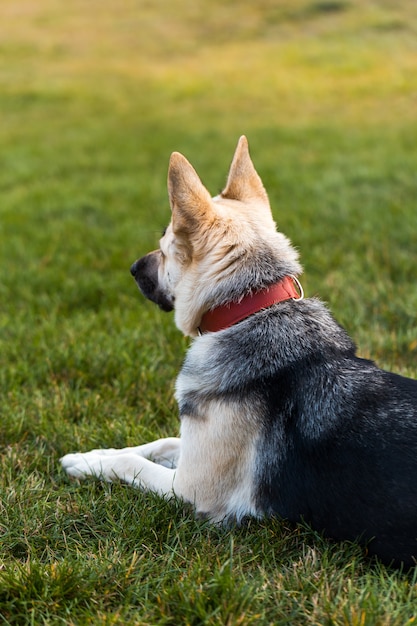 羊飼いの犬は脇を見て、家の近くの緑の芝生の上で屋外に横たわり、飼い主を待っています