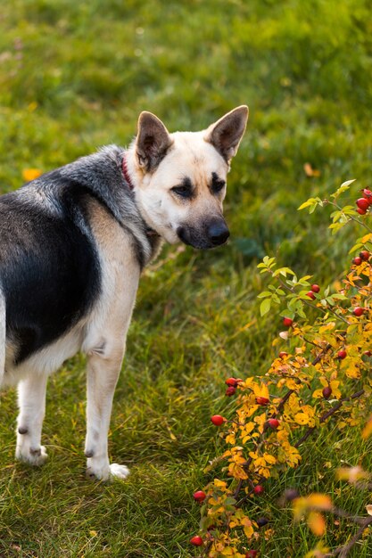 Shepherd dog looking aside and sits in outdoor on green grass near of home waiting for her owner