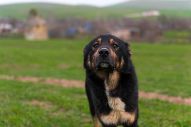 羊飼いの犬の肖像画