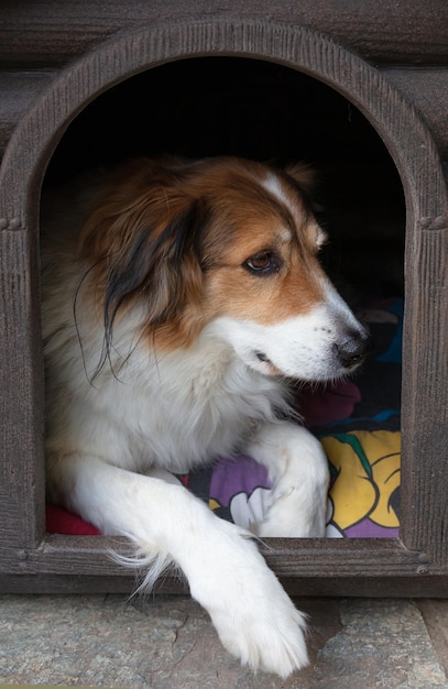 Shepherd dog resting in the doghouse closeup view