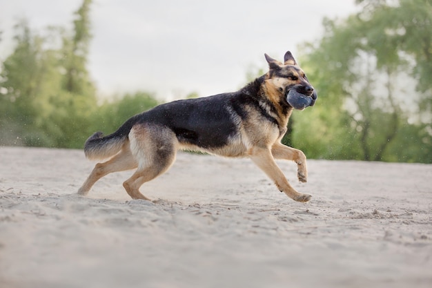 Shepherd dog running outdoor