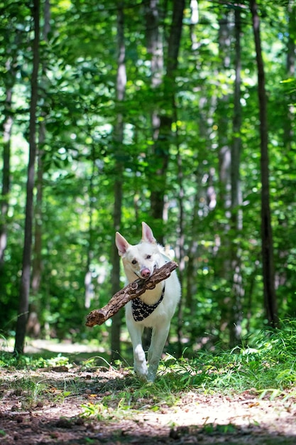 大きな木の丸太で森の中を走る羊飼いの犬