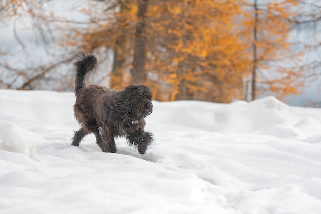 羊飼いの犬は秋の雪の中を歩きます。