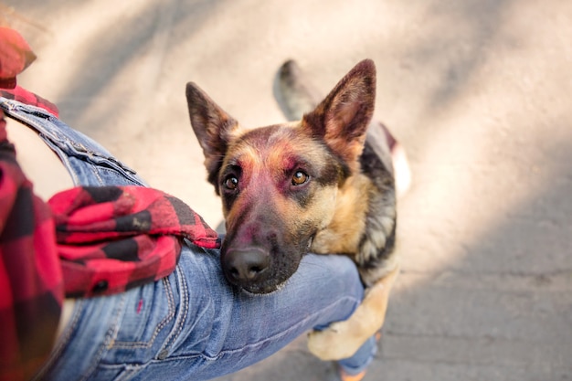 Shepherd dog with holi paints