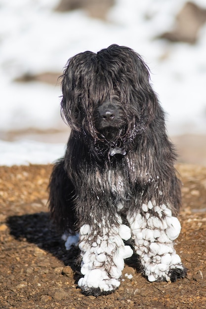 Shepherd dog with lots of snow attached on the hair of the legs