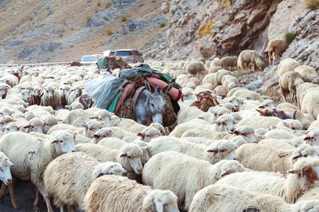 Shepherd drives a flock of sheep in the Caucasus Mountains