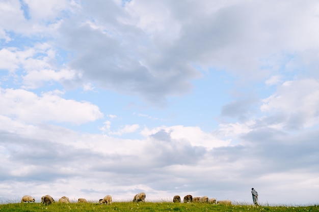 Photo shepherd and flock of sheep epically graze against the blue sky with clouds