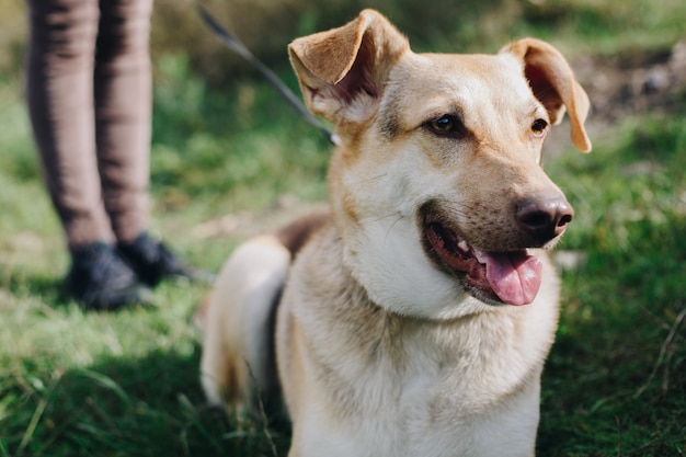 Shepherd pet from dog shelter walk in collar on leash in female legs at background, happy domestic animal