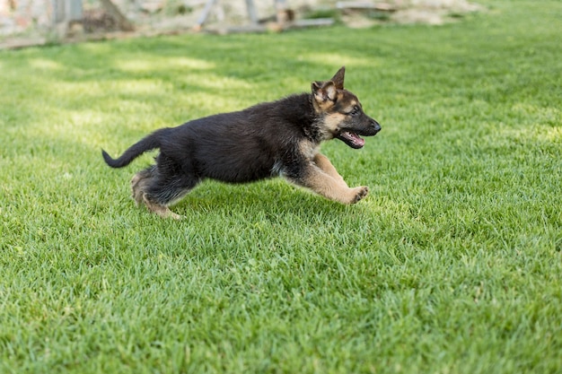 Shepherd puppies playing on the lawn