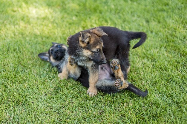 Shepherd puppies playing on the lawn