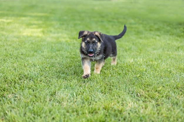 Shepherd puppies playing on the lawn